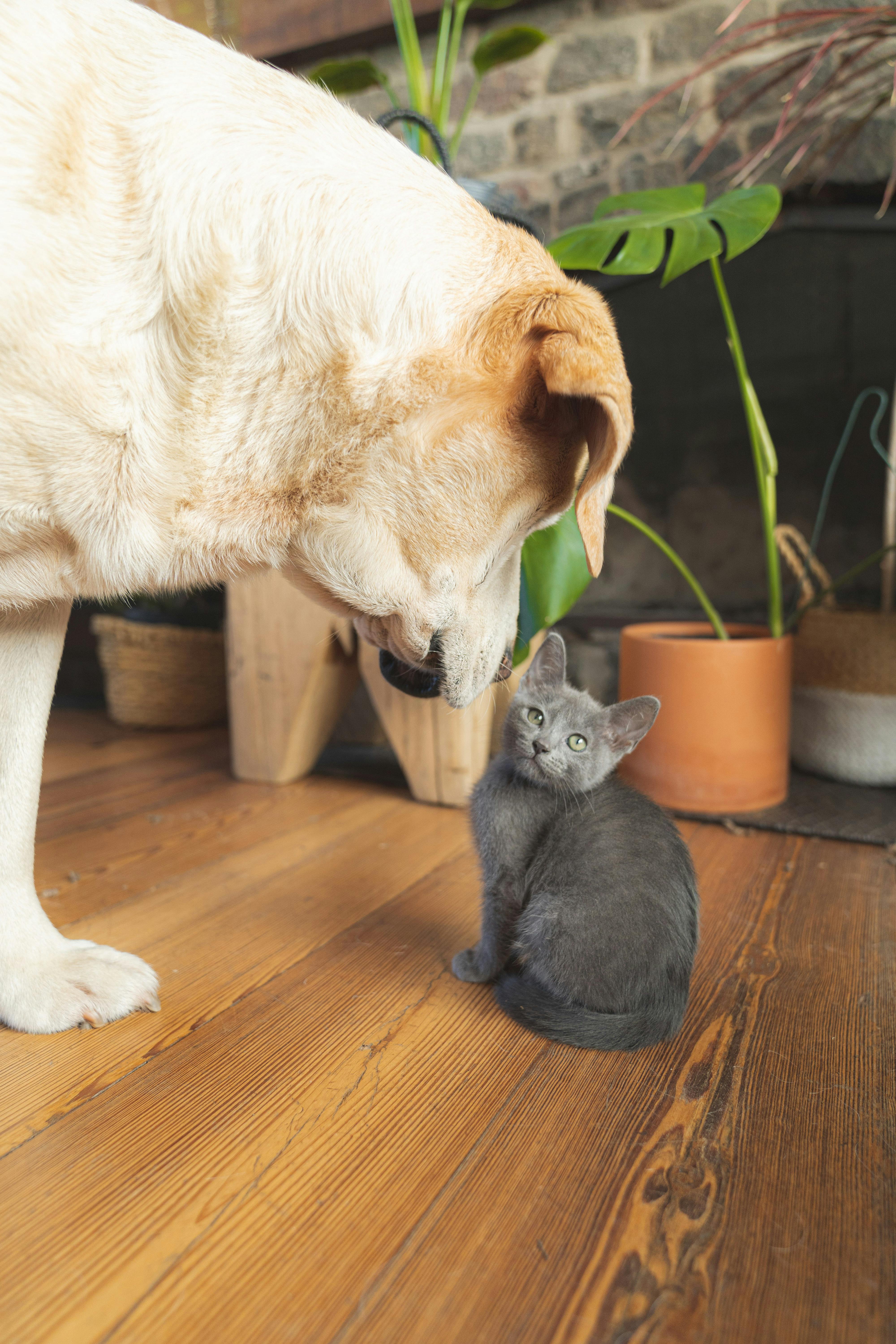 Chien et chat avec grignoteurs naturels