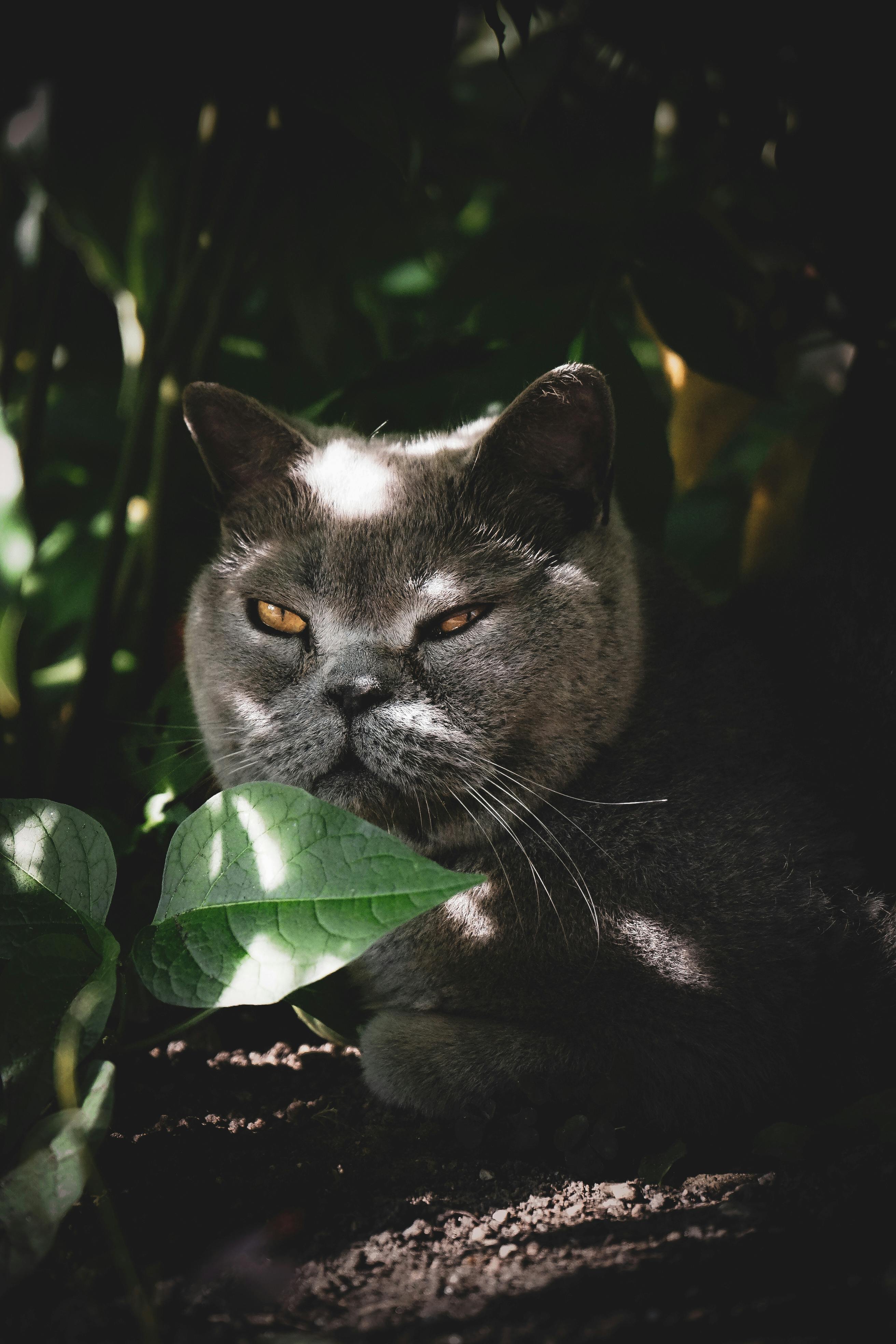 Chat sur litière