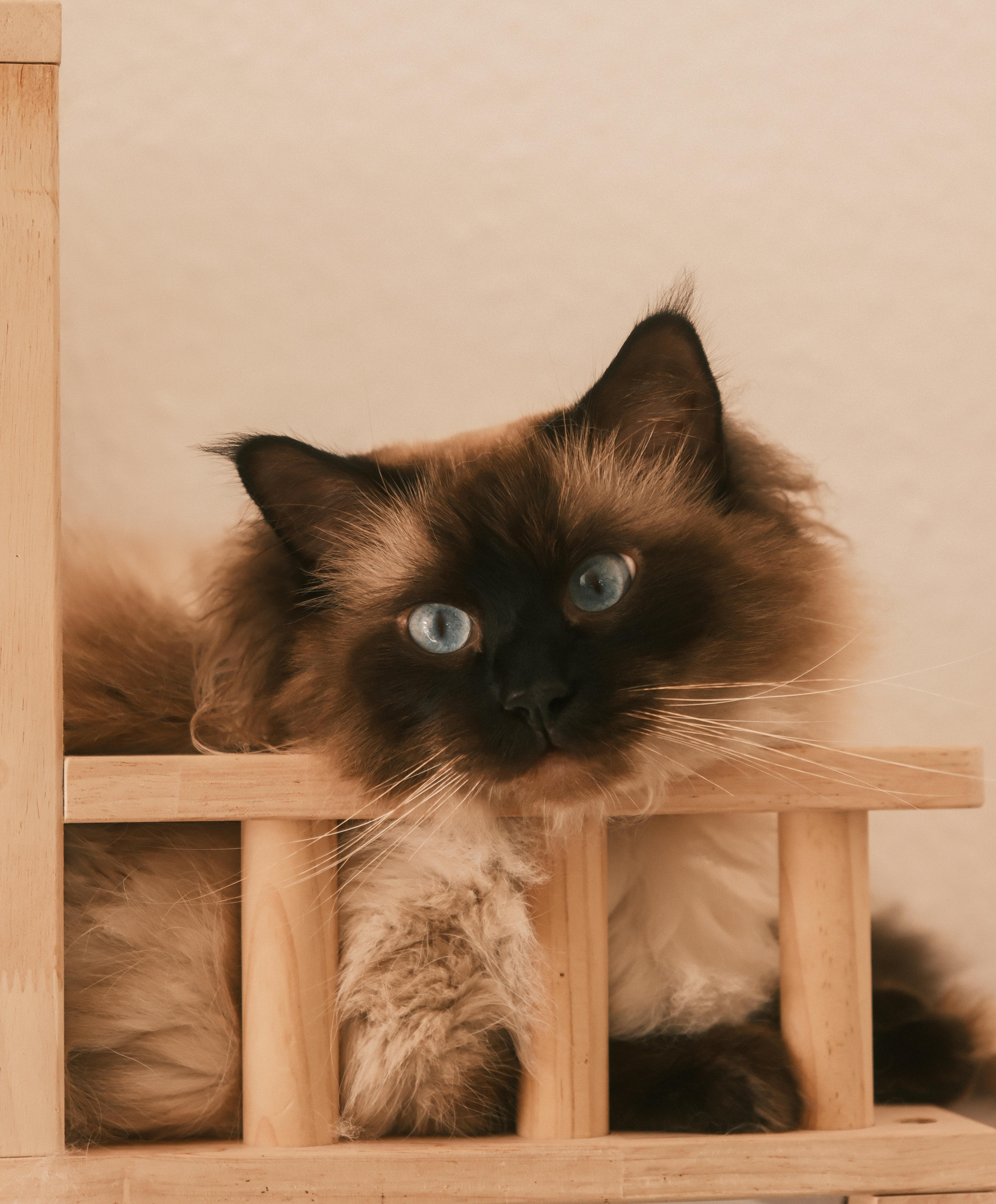 Chat sur un meuble en bois