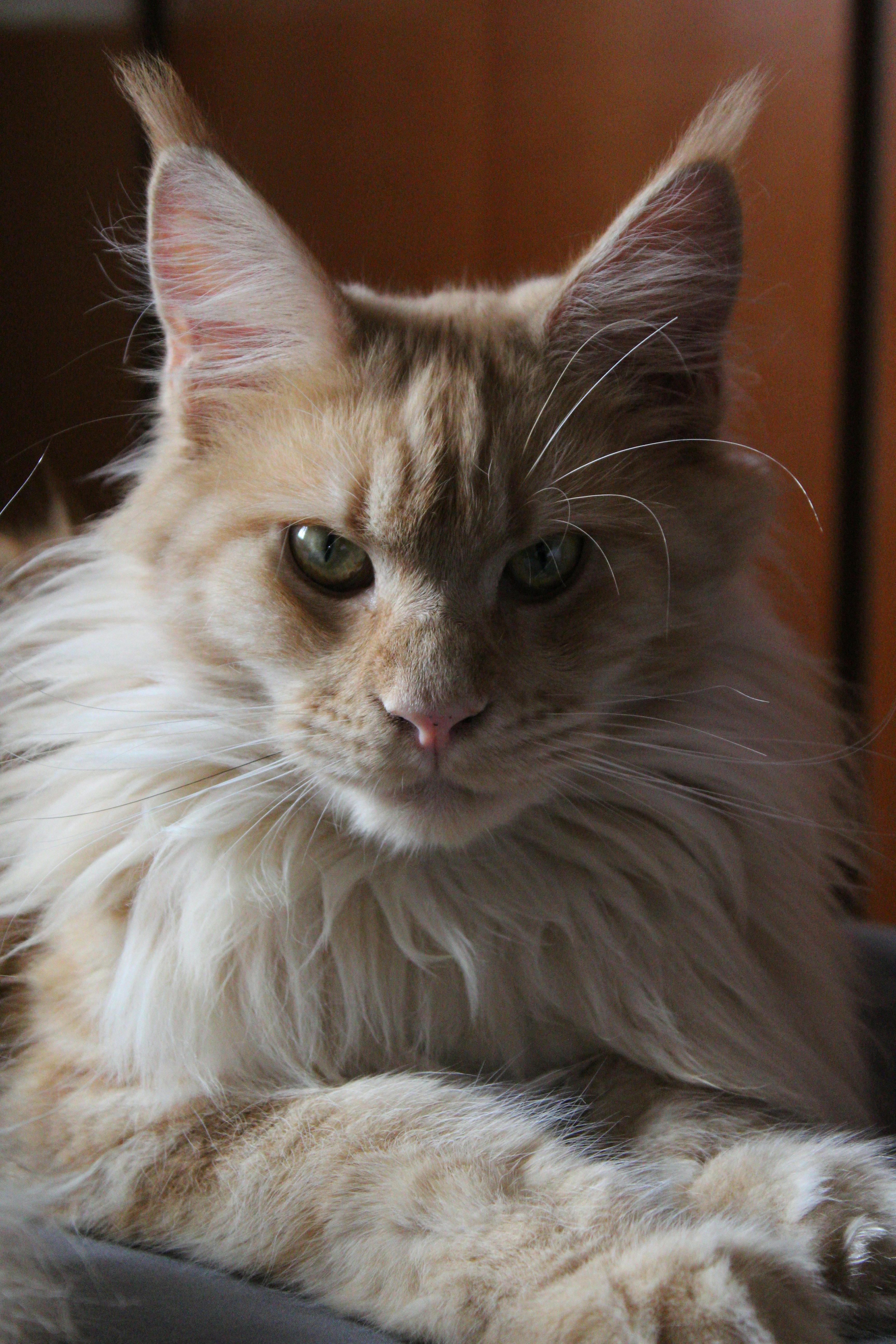 Maine Coon majestueux