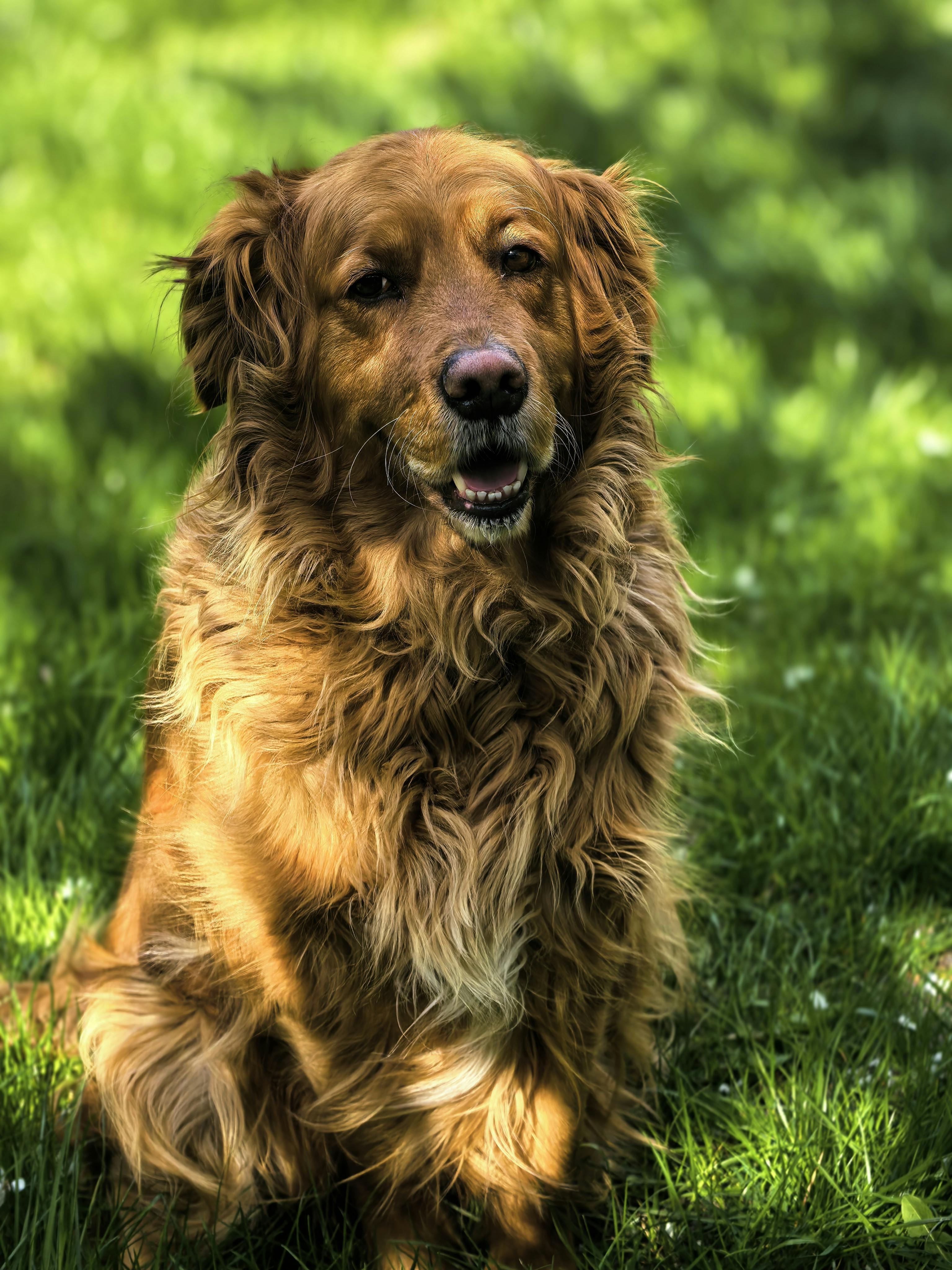 Golden retriever heureux