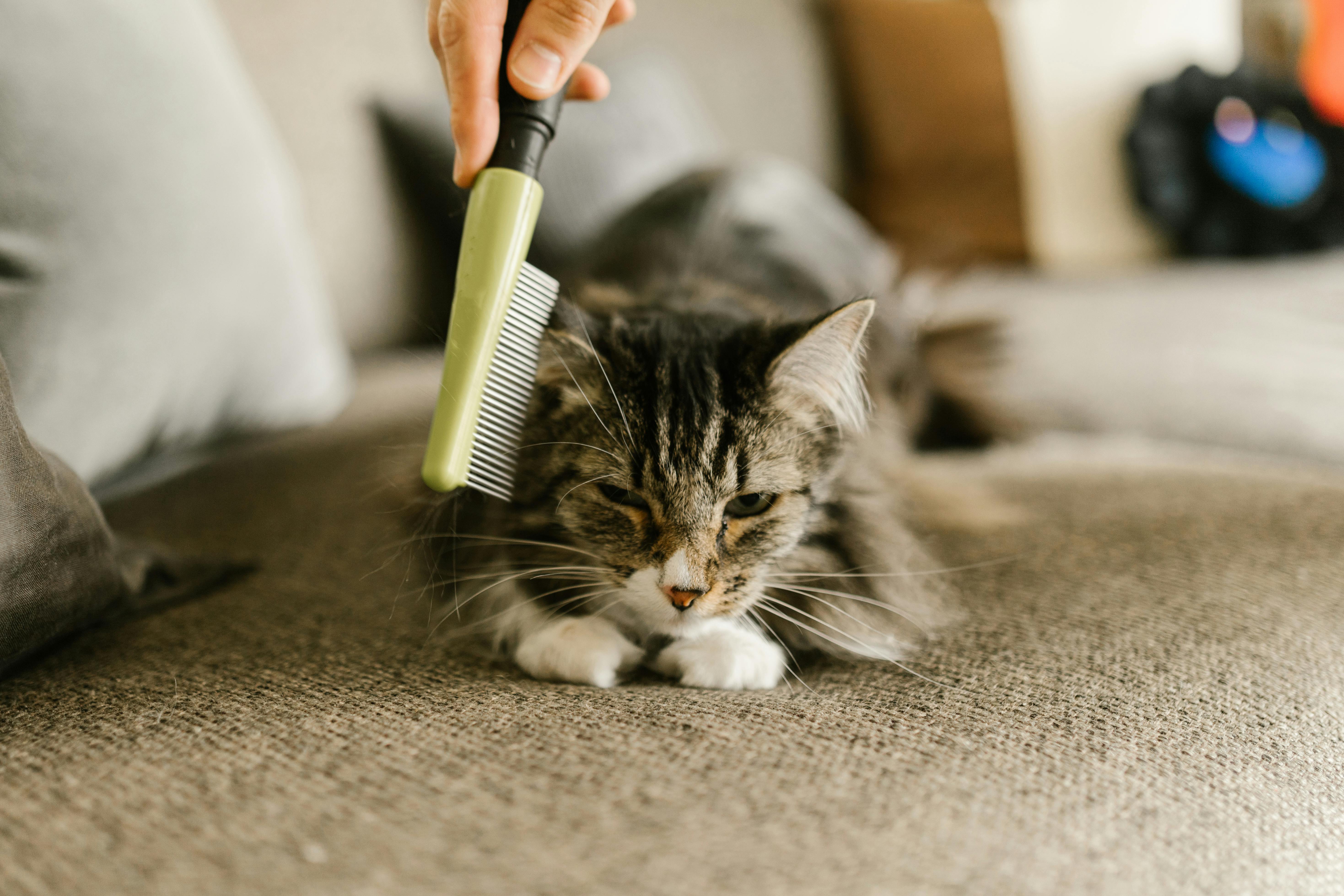 Brossage et soin d'un chat