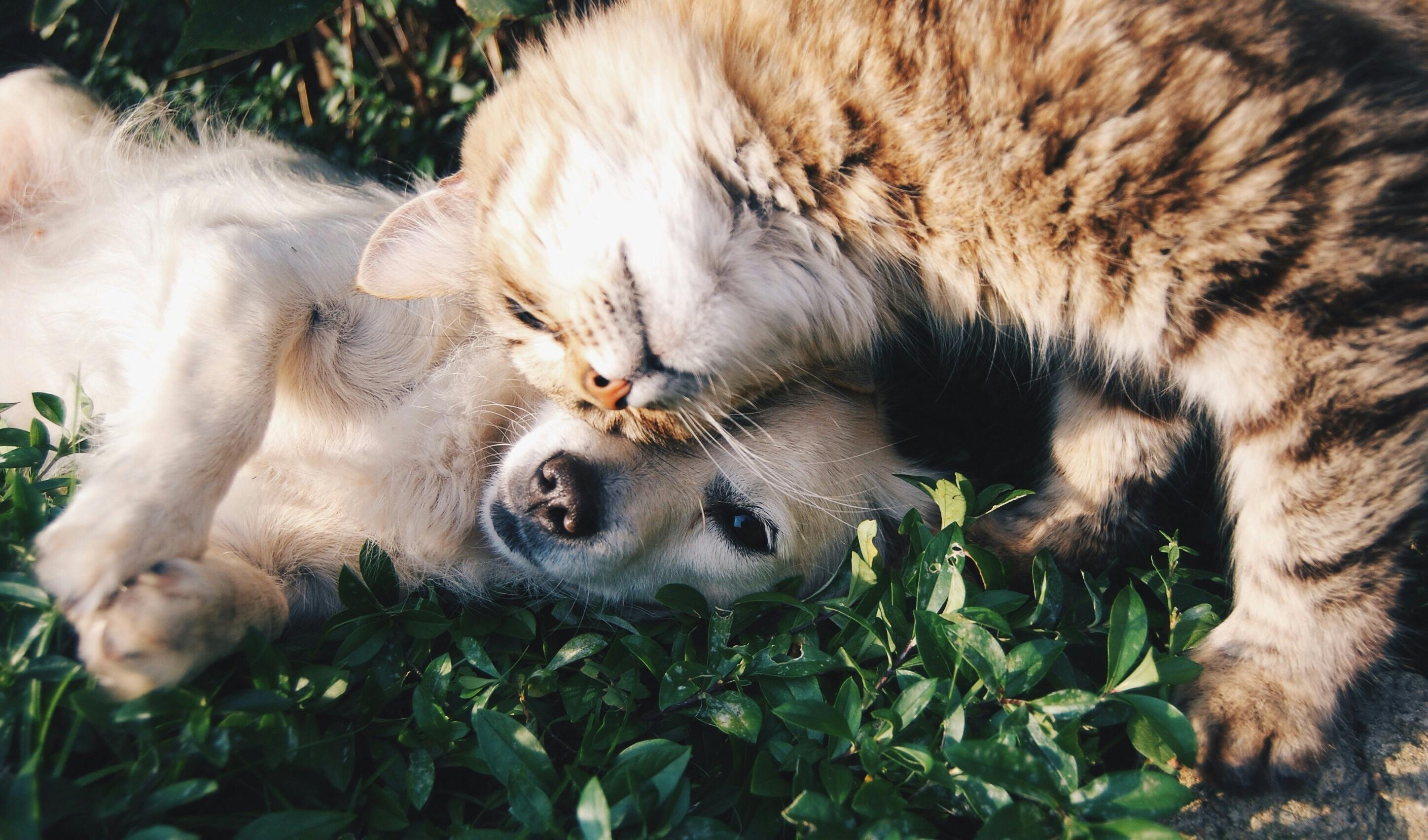 Un chien et un chat allongés ensemble dans l'herbe