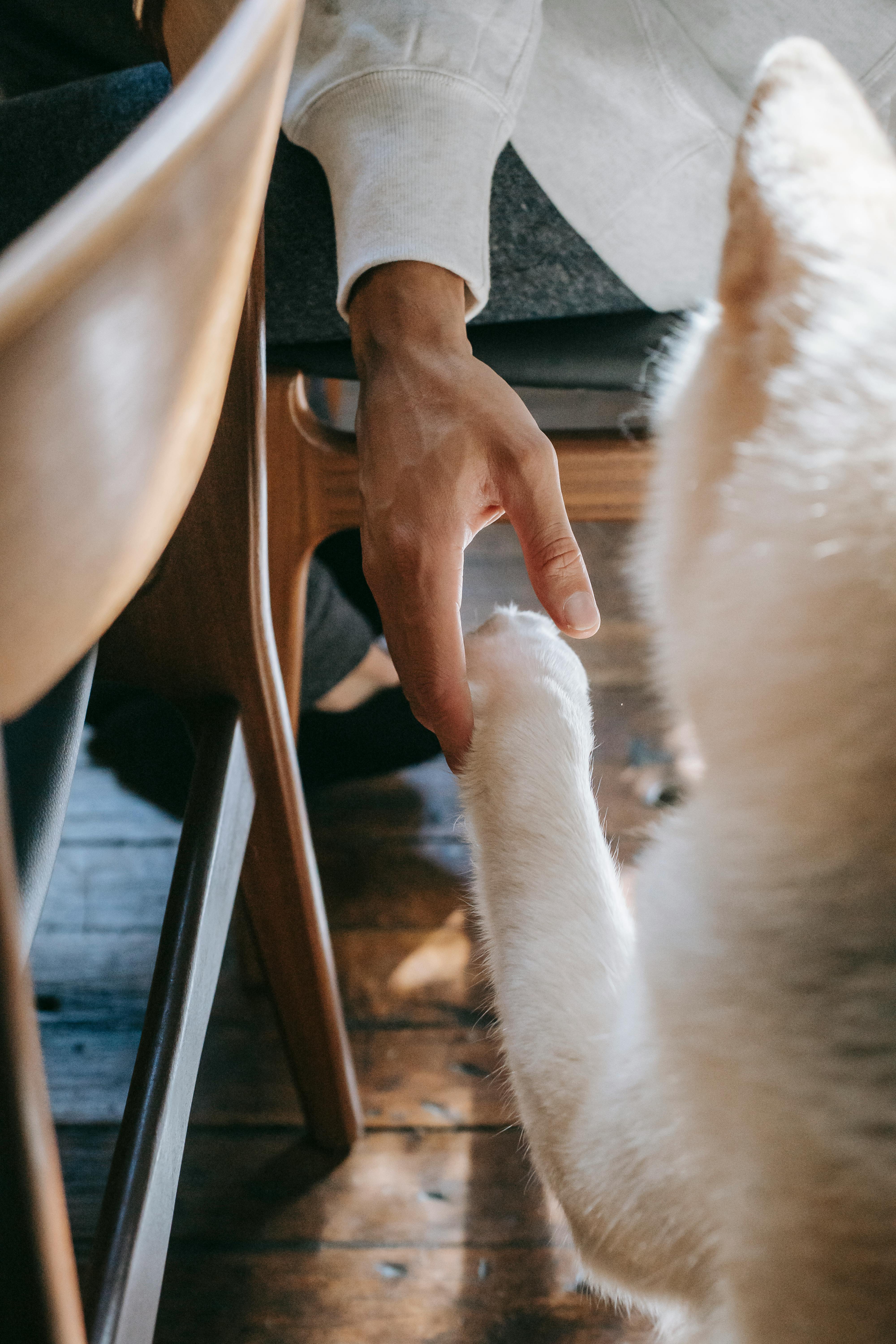 Main caressant un chat blanc — proximité et tendresse